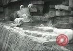 Image of polar bears Chicago Illinois USA, 1934, second 21 stock footage video 65675060546