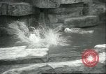 Image of polar bears Chicago Illinois USA, 1934, second 23 stock footage video 65675060546