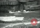 Image of polar bears Chicago Illinois USA, 1934, second 25 stock footage video 65675060546