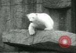 Image of polar bears Chicago Illinois USA, 1934, second 26 stock footage video 65675060546