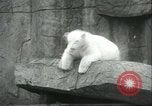 Image of polar bears Chicago Illinois USA, 1934, second 27 stock footage video 65675060546