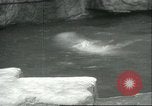 Image of polar bears Chicago Illinois USA, 1934, second 28 stock footage video 65675060546