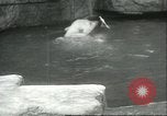 Image of polar bears Chicago Illinois USA, 1934, second 29 stock footage video 65675060546