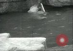 Image of polar bears Chicago Illinois USA, 1934, second 30 stock footage video 65675060546