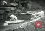 Image of polar bears Chicago Illinois USA, 1934, second 31 stock footage video 65675060546