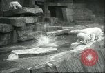 Image of polar bears Chicago Illinois USA, 1934, second 32 stock footage video 65675060546