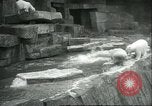 Image of polar bears Chicago Illinois USA, 1934, second 33 stock footage video 65675060546