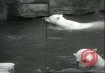 Image of polar bears Chicago Illinois USA, 1934, second 34 stock footage video 65675060546