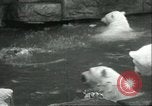 Image of polar bears Chicago Illinois USA, 1934, second 35 stock footage video 65675060546