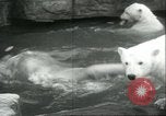Image of polar bears Chicago Illinois USA, 1934, second 36 stock footage video 65675060546