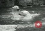 Image of polar bears Chicago Illinois USA, 1934, second 38 stock footage video 65675060546