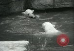 Image of polar bears Chicago Illinois USA, 1934, second 39 stock footage video 65675060546