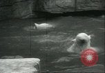 Image of polar bears Chicago Illinois USA, 1934, second 40 stock footage video 65675060546