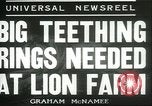 Image lions El Monte California USA, 1935, de la seconde 7 séquences d'archives historiques vidéo 65675060568