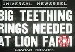 Image lions El Monte California USA, 1935, de la seconde 8 séquences d'archives historiques vidéo 65675060568
