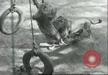 Image lions El Monte California USA, 1935, de la seconde 14 séquences d'archives historiques vidéo 65675060568