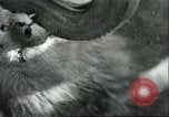 Image lions El Monte California USA, 1935, de la seconde 15 séquences d'archives historiques vidéo 65675060568