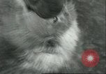 Image lions El Monte California USA, 1935, de la seconde 17 séquences d'archives historiques vidéo 65675060568