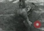 Image lions El Monte California USA, 1935, de la seconde 18 séquences d'archives historiques vidéo 65675060568
