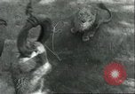Image lions El Monte California USA, 1935, de la seconde 19 séquences d'archives historiques vidéo 65675060568