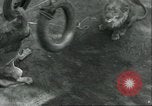 Image lions El Monte California USA, 1935, de la seconde 20 séquences d'archives historiques vidéo 65675060568