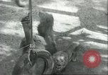 Image lions El Monte California USA, 1935, de la seconde 21 séquences d'archives historiques vidéo 65675060568