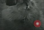Image lions El Monte California USA, 1935, de la seconde 25 séquences d'archives historiques vidéo 65675060568