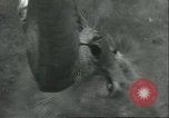 Image lions El Monte California USA, 1935, de la seconde 27 séquences d'archives historiques vidéo 65675060568