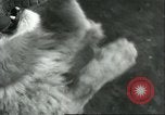 Image lions El Monte California USA, 1935, de la seconde 31 séquences d'archives historiques vidéo 65675060568