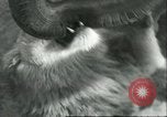 Image lions El Monte California USA, 1935, de la seconde 33 séquences d'archives historiques vidéo 65675060568