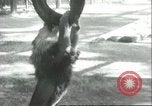 Image lions El Monte California USA, 1935, de la seconde 34 séquences d'archives historiques vidéo 65675060568