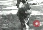 Image lions El Monte California USA, 1935, de la seconde 35 séquences d'archives historiques vidéo 65675060568
