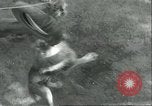 Image lions El Monte California USA, 1935, de la seconde 37 séquences d'archives historiques vidéo 65675060568