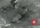 Image lions El Monte California USA, 1935, de la seconde 38 séquences d'archives historiques vidéo 65675060568