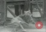 Image lions El Monte California USA, 1935, de la seconde 39 séquences d'archives historiques vidéo 65675060568