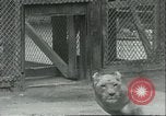 Image lions El Monte California USA, 1935, de la seconde 41 séquences d'archives historiques vidéo 65675060568