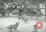 Image lions El Monte California USA, 1935, de la seconde 42 séquences d'archives historiques vidéo 65675060568