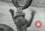 Image lions El Monte California USA, 1935, de la seconde 47 séquences d'archives historiques vidéo 65675060568