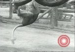 Image lions El Monte California USA, 1935, de la seconde 49 séquences d'archives historiques vidéo 65675060568
