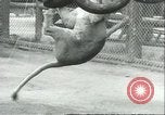Image lions El Monte California USA, 1935, de la seconde 50 séquences d'archives historiques vidéo 65675060568