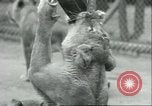 Image lions El Monte California USA, 1935, de la seconde 52 séquences d'archives historiques vidéo 65675060568
