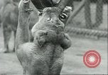 Image lions El Monte California USA, 1935, de la seconde 53 séquences d'archives historiques vidéo 65675060568