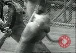 Image lions El Monte California USA, 1935, de la seconde 54 séquences d'archives historiques vidéo 65675060568