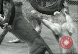 Image lions El Monte California USA, 1935, de la seconde 56 séquences d'archives historiques vidéo 65675060568