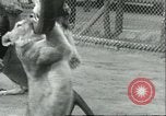 Image lions El Monte California USA, 1935, de la seconde 57 séquences d'archives historiques vidéo 65675060568