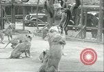 Image lions El Monte California USA, 1935, de la seconde 58 séquences d'archives historiques vidéo 65675060568