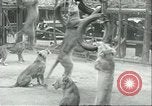 Image lions El Monte California USA, 1935, de la seconde 59 séquences d'archives historiques vidéo 65675060568