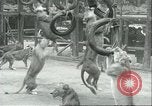Image lions El Monte California USA, 1935, de la seconde 60 séquences d'archives historiques vidéo 65675060568