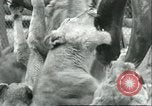 Image lions El Monte California USA, 1935, de la seconde 61 séquences d'archives historiques vidéo 65675060568