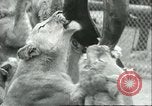 Image lions El Monte California USA, 1935, de la seconde 62 séquences d'archives historiques vidéo 65675060568